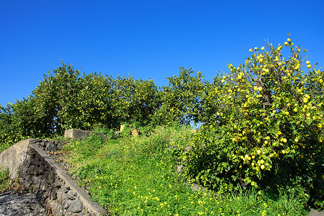 etnas terra dei limoni